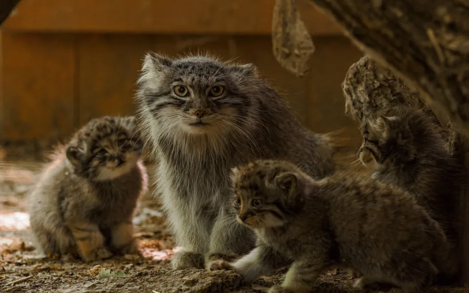 Pořádná dávka roztomilosti. Manulové v brněnské zoo rostou jako z vody