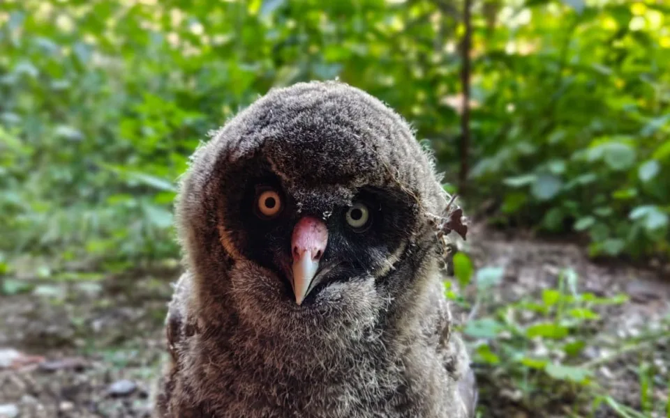 Zdatní lovci s bílým knírem. V brněnské zoo se narodili puštíci vousatí