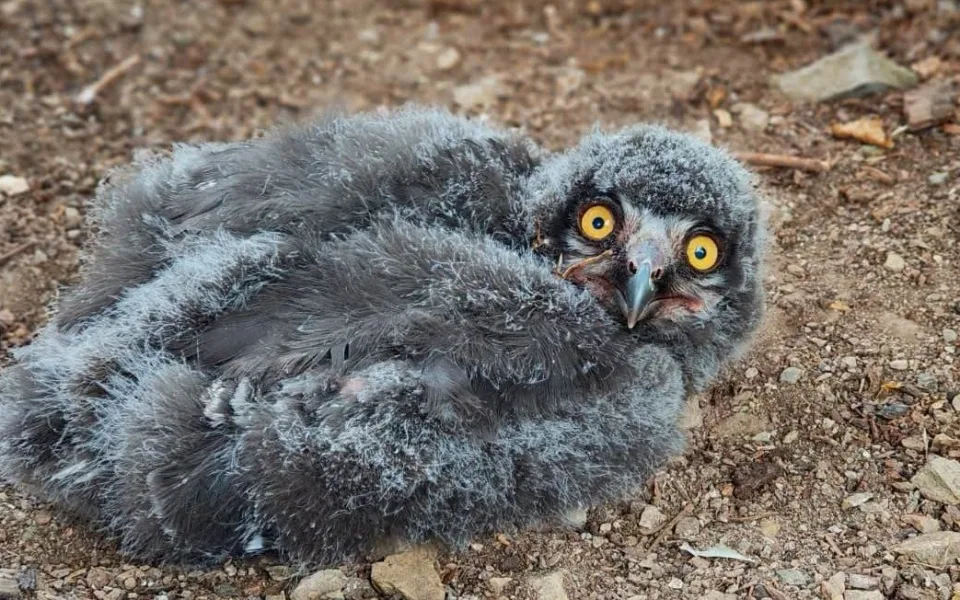 Jsou jako Hedvika z Harryho Pottera. V brněnské zoo se rozmnožily sovice sněžní