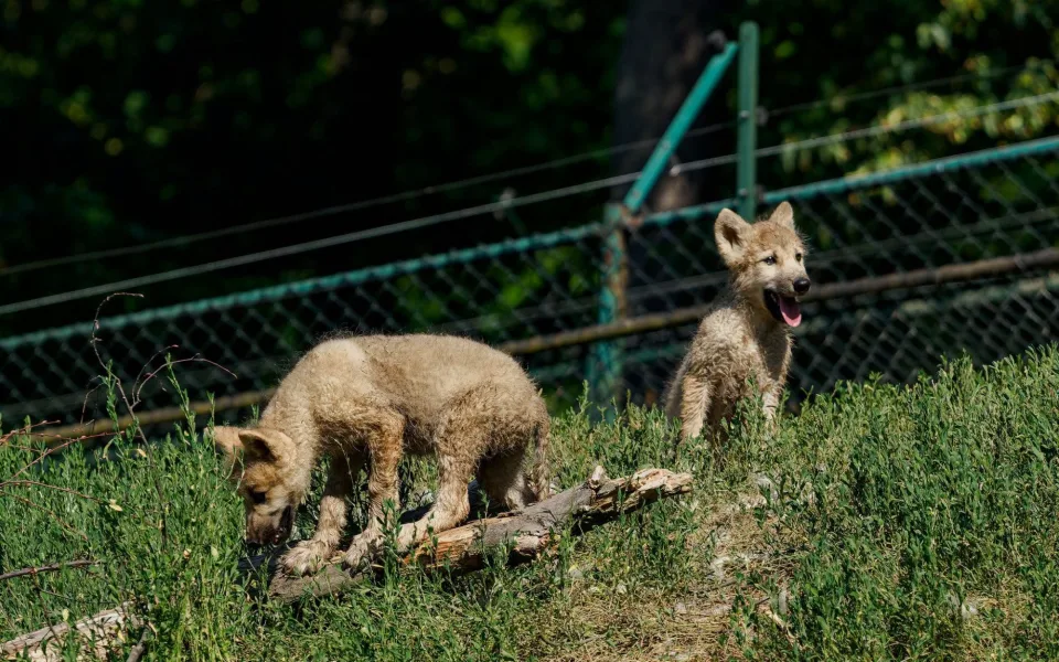Smečka se rozrostla. V brněnské zoo se narodila dvě arktická vlčata