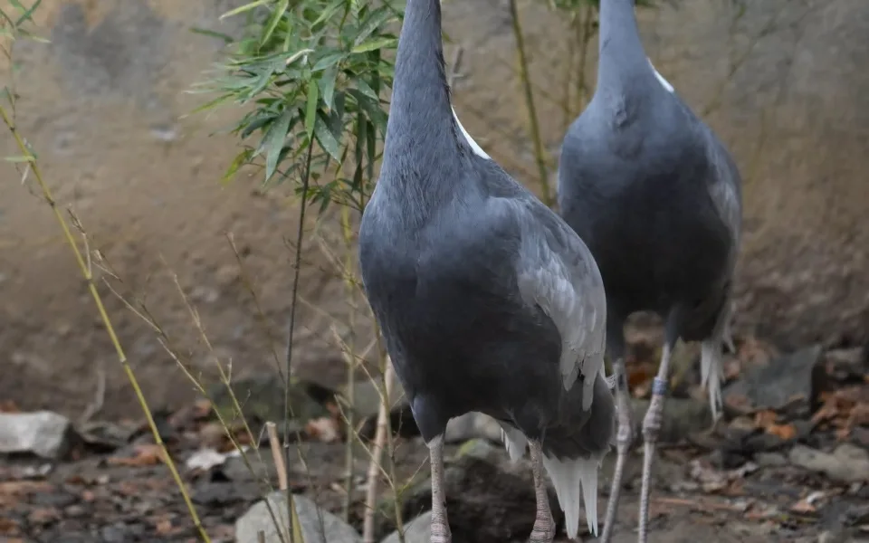 Z brněnské zoo uletěl jeřáb daurský. Zahrada prosí veřejnost o pomoc při pátrání