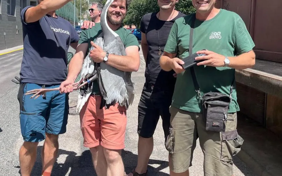 Jeřáb, který uletěl ze Zoo Brno, je zpět ve výběhu. Pomohla hlášení od veřejnosti