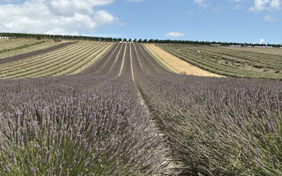 FOTO: Kousek Provence na Moravě. Levandulová pole ve Starovičkách stále kvetou