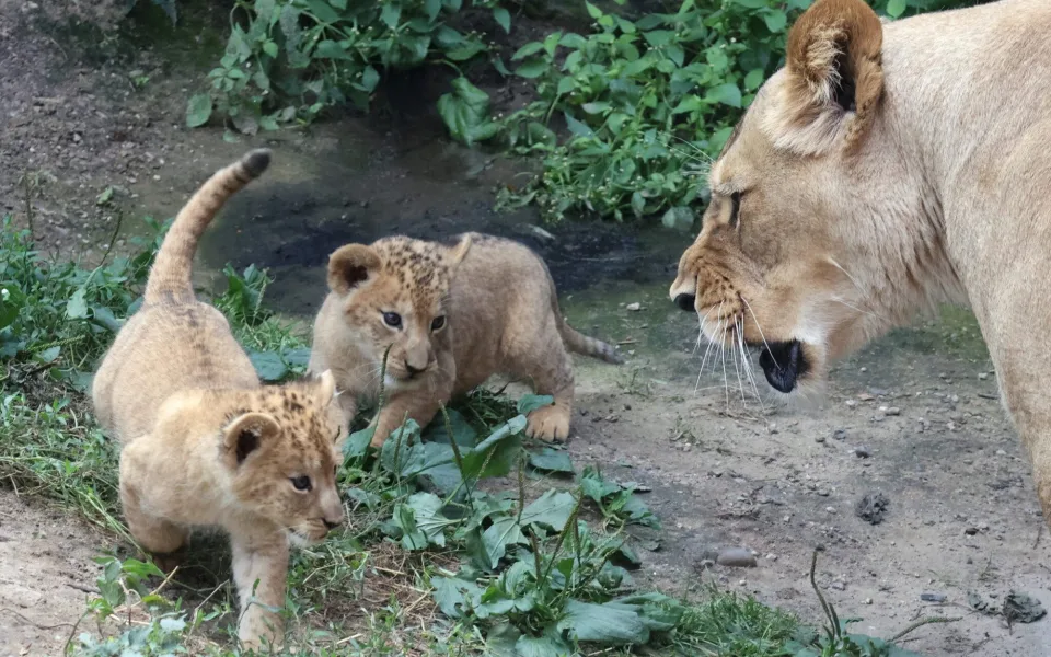 VIDEO: Vrchol roztomilosti. V hodonínské zoo radostně skotačí dvě lvíčata