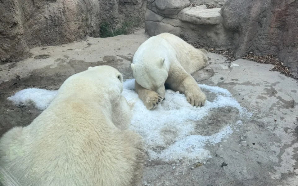 FOTO: Tunu ledu pro zvířata. Brněnská zoo bojuje s tropy