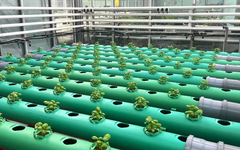 Větší cibule a jahody. Brněnští vědci vytvořili biostimulant z rybího odpadu