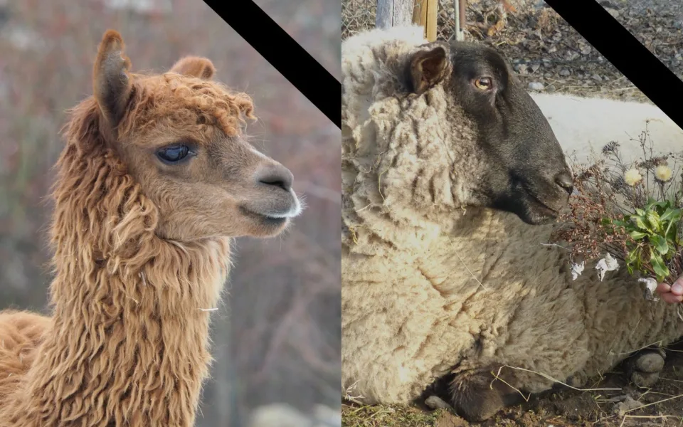 Rázná Laura i pamětnice Lili. V lamacentru na Hádech se loučí se dvěma zvířaty