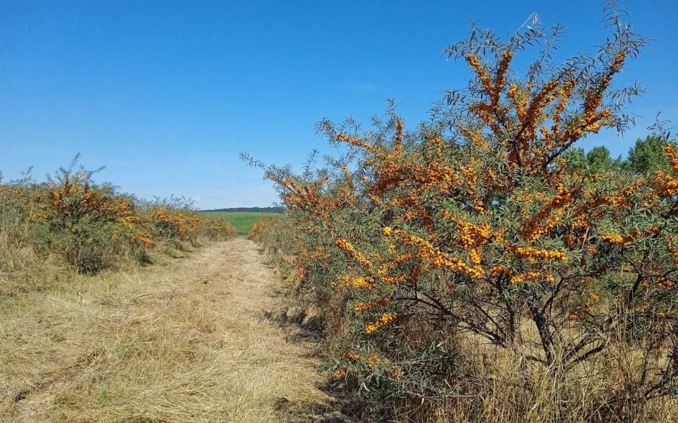 Oranžové bobule ze sadu. Na Hodonínsku začal samosběr rakytníku