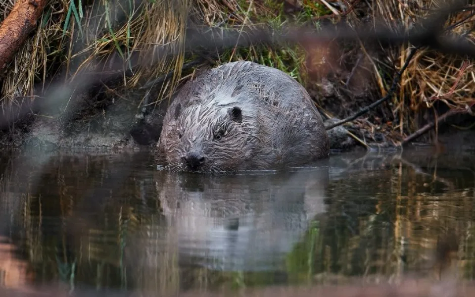 Bobři jako spojenci v boji se suchem. V CHKO Soutok díky nim krajina neztrácí vláhu