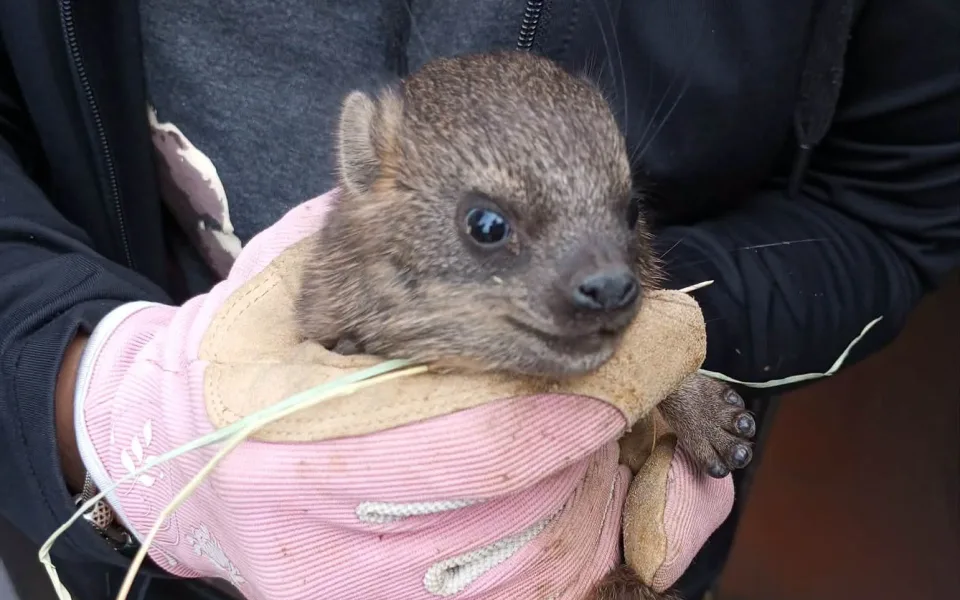 Skalní zpěváci s malými kly. V brněnské zoo se narodilo několik damanů