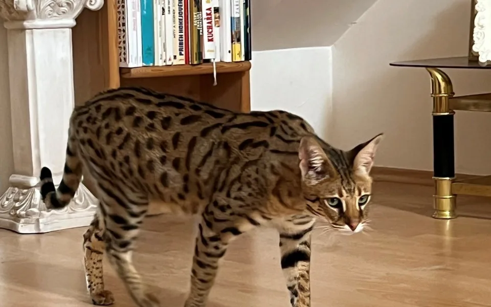 Po Brně už druhým dnem pobíhá divoká kočka. Serval je vycvičený a nekouše
